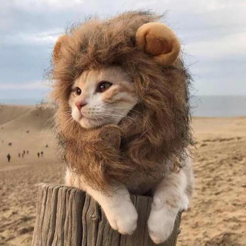 Cute Lion Halloween Cosplay Wild Lovely Cat Kitten Costume Wear Headgear Headdress Play Lovely Clothing Cotton ► Photo 1/4