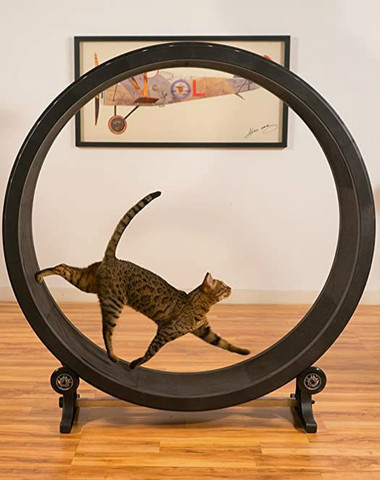 Pet cat climbing frame, cat toy, cat sports toy, cat climbing wheel, cat treadmill, cat running wheel ► Photo 1/5