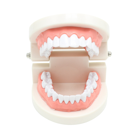 High Quality Mold For Adult Teeth Model Standard Dental Teaching Study Typodont Demonstration Tool ► Photo 1/6