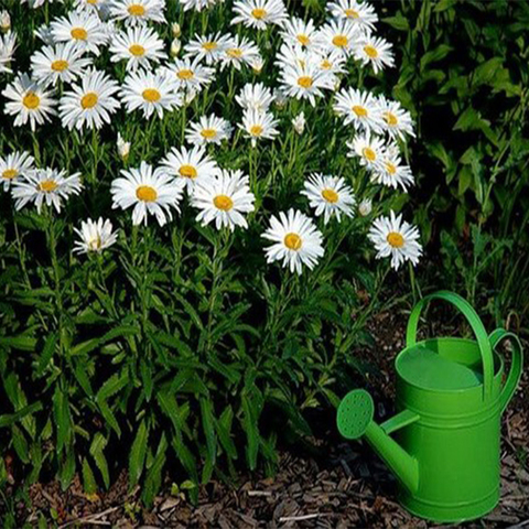 Daisy large ► Photo 1/2