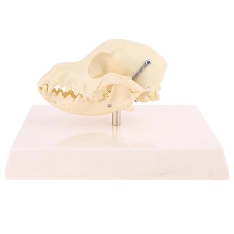 Canine Dog Skull Model Anatomy Skeleton Veterinary Specimen Teaching Display ► Photo 1/6