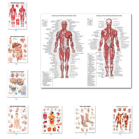 Muscular System Posters Silk Cloth Anatomy Chart Human Body School Medical Science Educational Supplies Home Decoration ► Photo 1/6