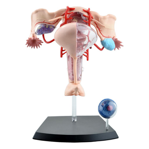 Female reproductive system 4d human body organ anatomical model female uterus medical teaching model ► Photo 1/4