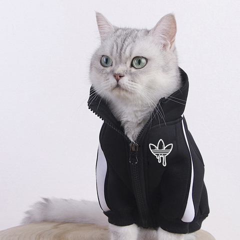 Cat wearing winter jacket  Cats, Winter jackets, Cat photo
