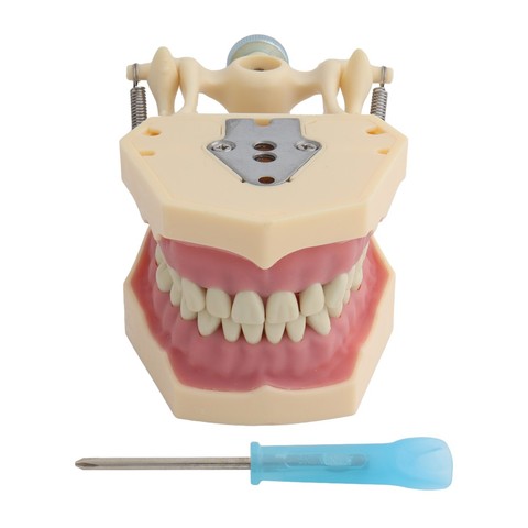 Dental Model Teeth Model Fit Frasaco Dental Teaching Model Standard Model with 32pcs Screw-in Teeths Demonstration ► Photo 1/6