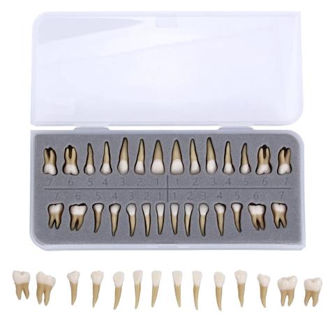 28 pcs 1: 1 Permanent Teeth Demonstration Teach Study Model Dentist Implant Teaching Model ► Photo 1/6