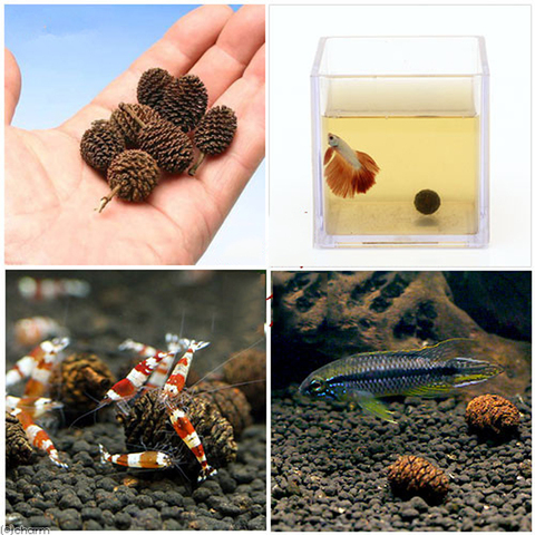 20pcs/lot Alder Cones Anti-Bacterial PH Minus Water Treatment Fish Shrimp Tank Aquarium ► Photo 1/3
