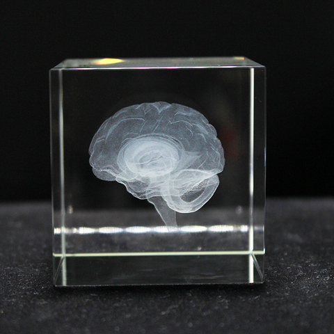 Antique Crystal 3D Brain Model Laser Engraving Brain Sculpture Figurines Home Decoration ► Photo 1/6