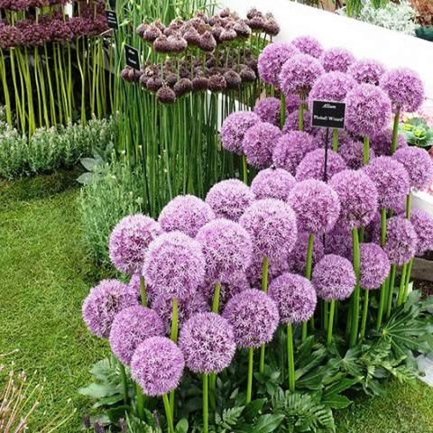 SEEDS Onion decorative purple Allium 30 PCS ► Photo 1/3