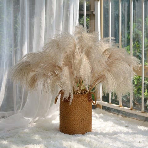 Real Pampas Grass Natural Dried Flowers Plants Wedding Decoration Bouquet Fluffy Lovely Decor Accesories For Home Fleurs Sechees ► Photo 1/6