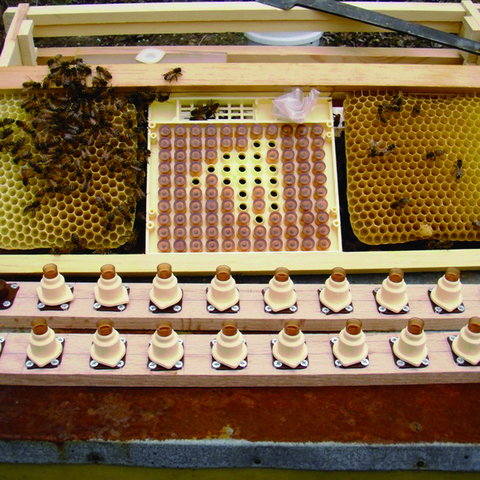 1 Set| Nicot Bee Queen Rearing Kit Plastic Beekeeping Tools HoneyBee Larva System Move Worms for Beekeeper ► Photo 1/6