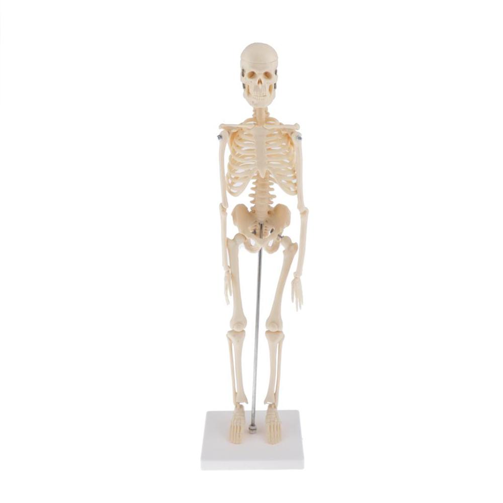 Human Anatomical Anatomy Skeleton Decoration Model  Skeletal Bone Medical Learn Aid，Art Sketch,  Doll ,Chiren Toys ► Photo 1/6