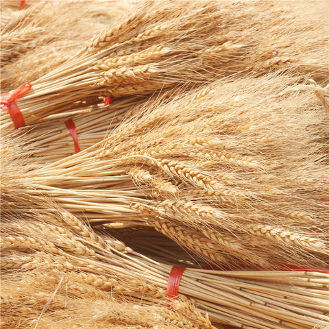 10/20/50pcs Real Wheat Ear Flower Decoration Natural Pampas Rabbit Tail Grass Dried Flowers For Wedding Party DIY Craft Bouquet ► Photo 1/6