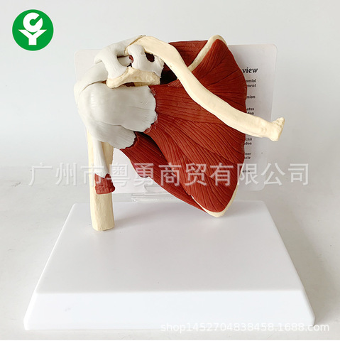 Human Skeleton Shoulder Scapula Clavicle Muscle Model Joint Functional Ligament Medical Teaching Aid ► Photo 1/6