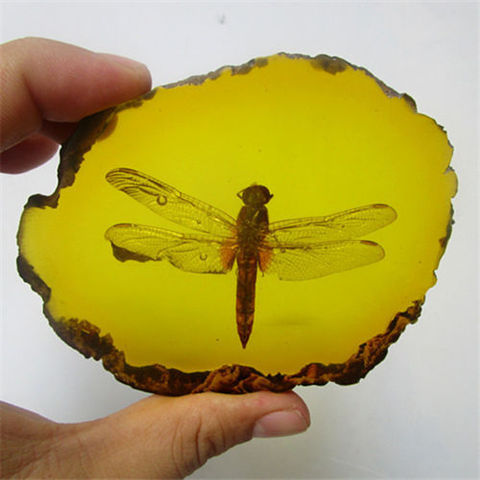 Collection Chinese Beautiful Amber Dragonfly Fossil Insects Manual Polishing Exquisite Gift ► Photo 1/3