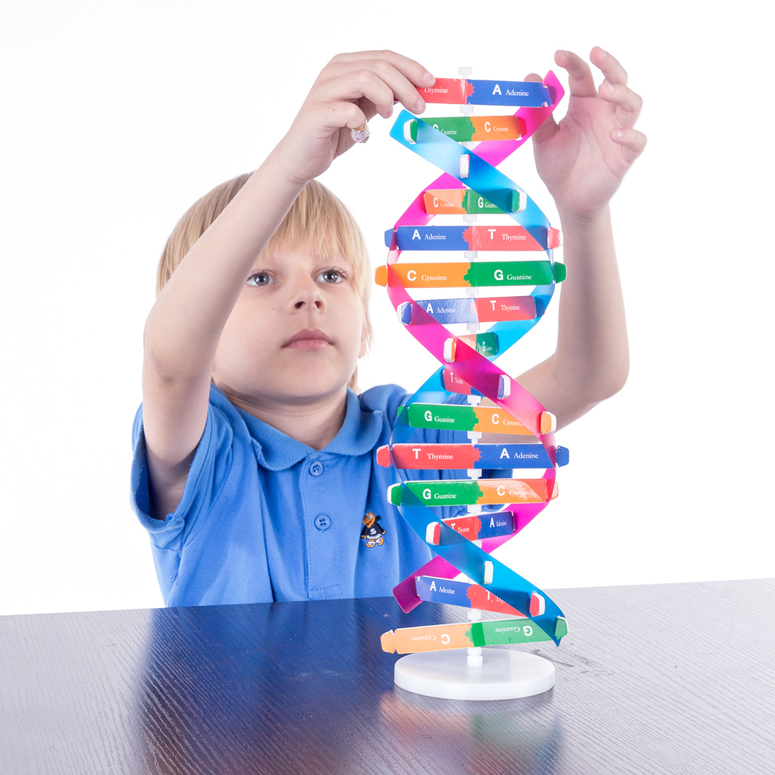 Human Genes DNA Models Double Helix Science Toys Teaching Learning EducationMFS 