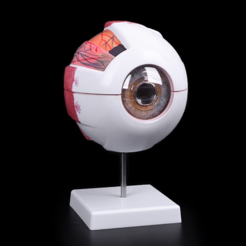Free shipping Eyeball Model Anatomical Eyeball Model Medical Learning Aid Teaching Instrument Medical Science Teaching Resources ► Photo 1/6