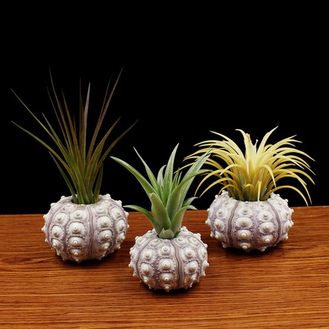 OOTDTY Air Plants Sea Urchin Tabletop Tillandsia Holder Flower Pot Miniature Gardening Decorations ► Photo 1/6