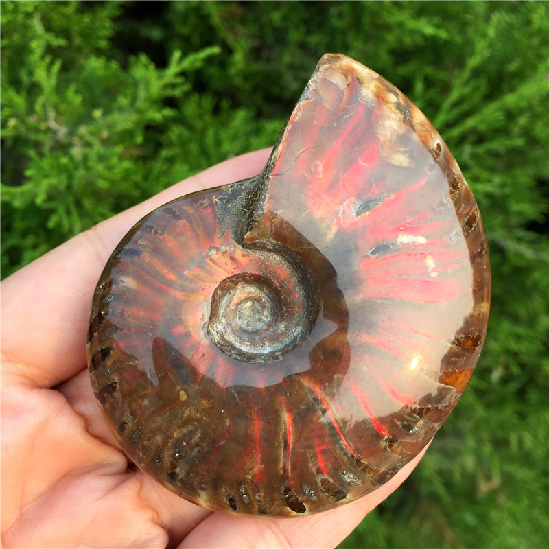 Decor Stone Rainbow Natural Conch Ammonite Fossil Specimens of Madagascar