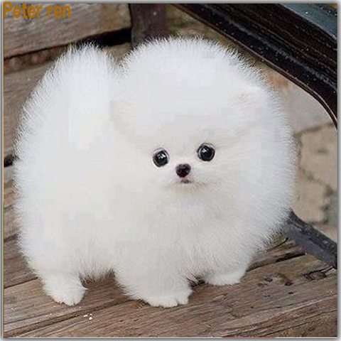 White Pomeranian Dog Diamond Painting 
