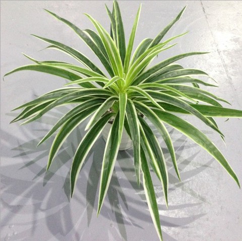 Artificial Plastic plants Chlorophytum Branch home decorative fake plants Indoor potted table decoration NO Pot ► Photo 1/6