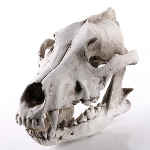 LBER Creative Resin Jackal Skull Replica Replica Teaching Skeleton Model Wolf Skull Decor ► Photo 1/6
