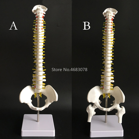 45CM Human Spine with Pelvic Model Human Anatomical Anatomy Spine Medical Model AB Style School Medical teaching supplies ► Photo 1/6