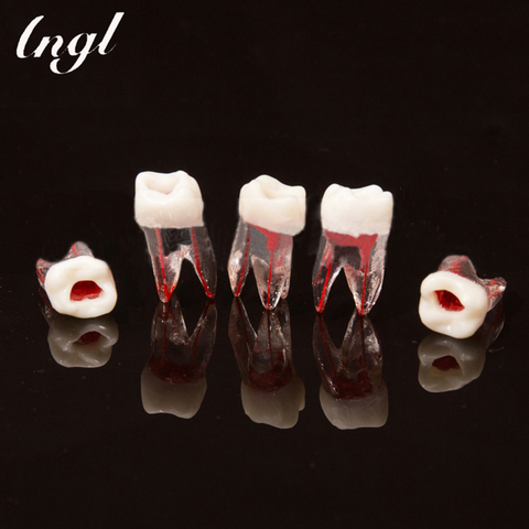 1pc Dental Tooth Root Canal Model for RCT Practice Pulp Dentistry Lab Model Dental Materials Dentist Tools ► Photo 1/3