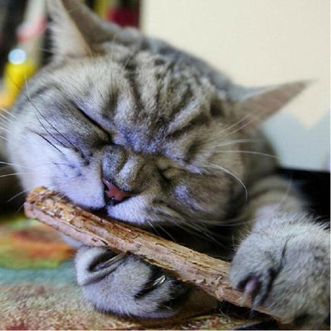 15/20pcs Natural Catnip Pet Cat Molar Toothpaste Stick Matatabi Actinidia Fruit Silvervine Cat Snacks Sticks Pet Cleaning Teeth ► Photo 1/6