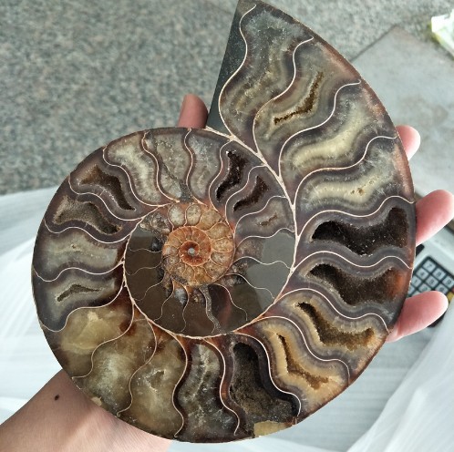 Madagascar Natural Iridescent Ammonite Facet Specimen Mineral Fossil Collectible