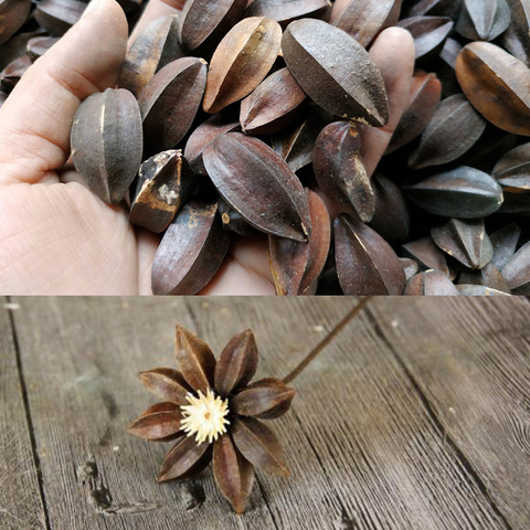 5PCS/bag New Natural dried flowers Quisqualis home Christmas supplies decor DIY garland Handmade flowers accessories ► Photo 1/4