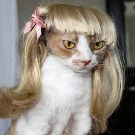 image?url=https%3A%2F%2Fae01.alicdn.com%2Fkf%2FHTB1P8r1XKT2gK0jSZFvq6xnFXXaR%2FMPK-Store-Blond-Cat-Wig-Pet-Wig-Funny-Cat-Wig.jpg