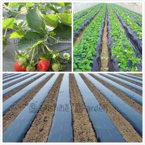 Black Agricultural Shade Film 1x50Meters Strawberry PE Film Garden Flower Greenhouse Plastic Mulch Film 0.008mm Thickness ► Photo 1/6