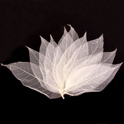 New Hot Sale 50Pcs Natural Magnolia Skeleton Leaf Leaves Card Scrapbook White Festive Party Supplies Wedding Home Decoration ► Photo 1/6