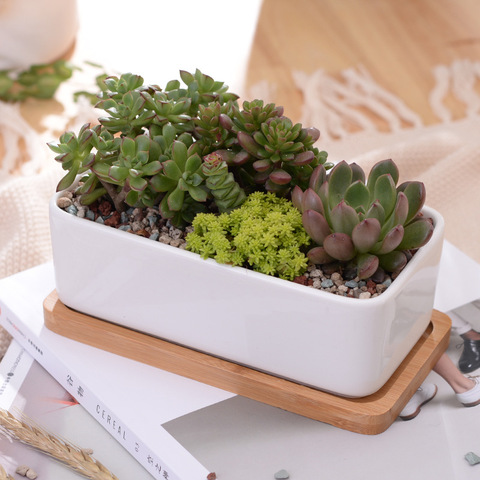 1 Set Minimalist Rectangle White Ceramic Succulent Plant Pot Porcelain Desktop Flower Pot Zakka Home Decor (1 Pot + 1 Tray) ► Photo 1/6