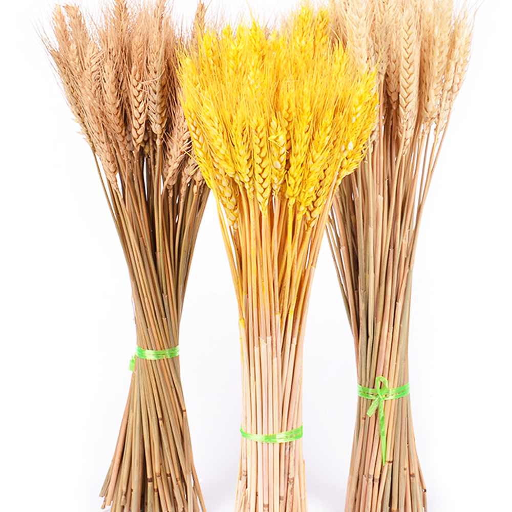 Wedding Decor Dried Flowers Bouquets Real Flower Wheat Ear Grass Plant Stems 