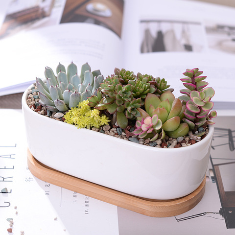 1 Set Minimalist White Ceramic Succulent Plant Pot Porcelain Planter Decorative Desktop Flowerpot Home Decor(1 Pot + 1 Tray) ► Photo 1/6