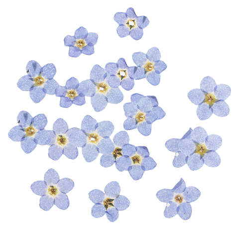 20 Pieces Forget-me-not Dried Flowers Natural Pressed Dried Flower Embellishments for DIY Phone Case Decor Resin Ornament Making ► Photo 1/6