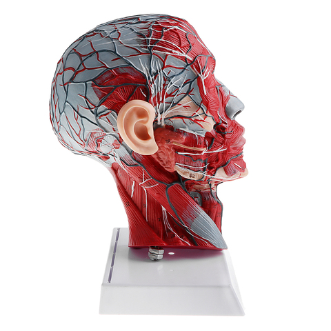 1:1 Human Half Head & Neck W/Vessel Nerve Anatomy Model for Learning Resources ► Photo 1/6