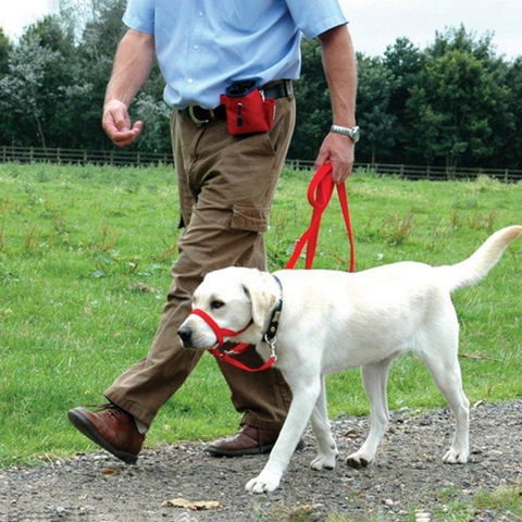 Dog Pet Dog Padded Head Collar Gentle Halter Leash Leader Stop Pulling Training Muzzles Tools ► Photo 1/6