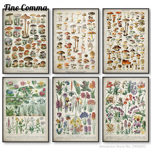 Botanical Educational Poster Mushrooms Champignons Identification Reference Chart Diagram Illustration Wall Art Canvas Painting ► Photo 1/6