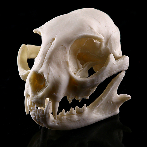 Realistic Cat Skull Resin Replica Teaching Skeleton Model Aquarium Halloween Props Horrible Supplies Home Decora ► Photo 1/6