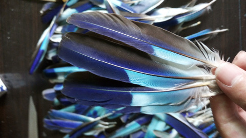 Wholesale 10pcs  high quality natural Macaws  feathers 3-5inch/8-12cm Decorative diy stage performance Clothing accessories ► Photo 1/6
