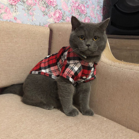  EWTY Autumn and Winter pet Clothes Couple Models British Shirts  Puppets British Short cat Clothes Small Dog Clothes M Redskirt : Pet  Supplies