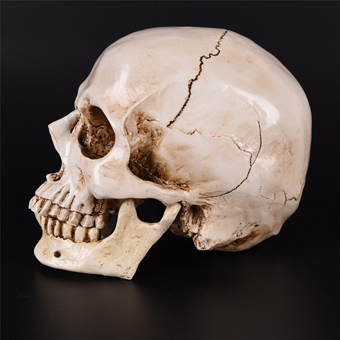 Resin Skull Mold Lifesize 1:1 Medical People Skull Model Halloween