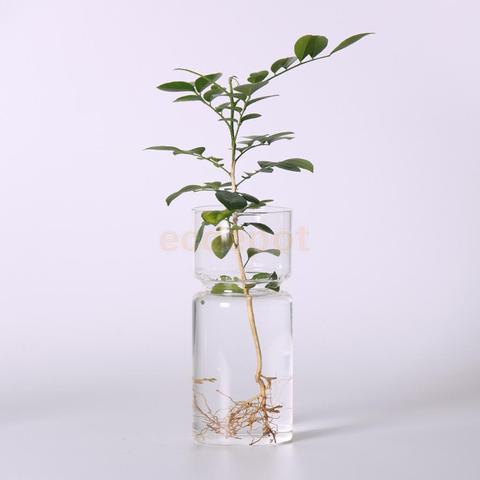 Transparent Hyacinth Glass Vase Flower Planter Pot DIY Terrarium Container Decor ► Photo 1/6