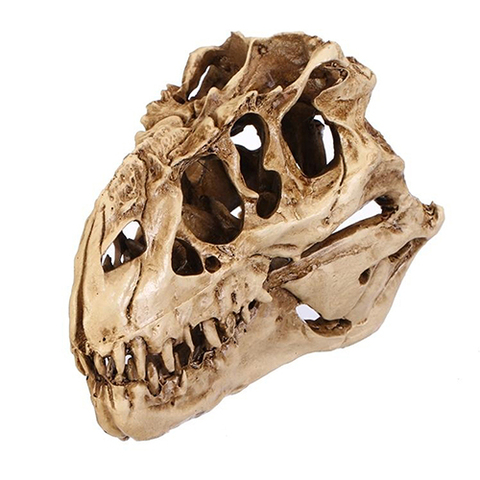 Resin Dinosaur Skull Model ► Photo 1/1