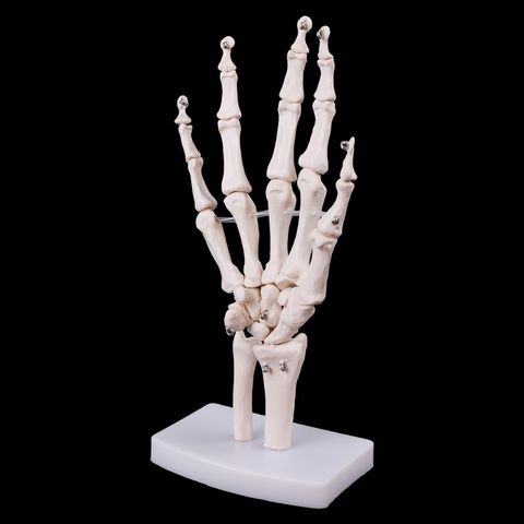 Medical props model Free postage Hand Joint Anatomical Skeleton Model Human Medical Anatomy Study Tool Life Size ► Photo 1/6