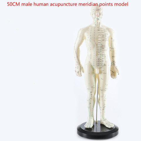 Human English-Chinese body acupuncture point model meridian model of acupuncture points 26cm/ 48cm/50cm for male and female ► Photo 1/4