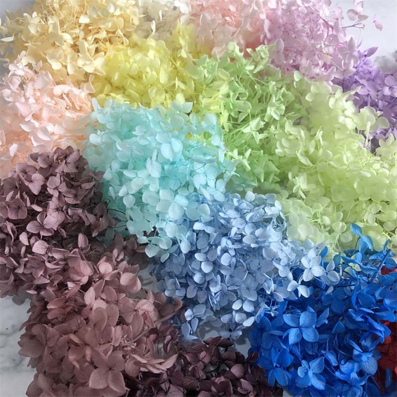15 COLORS Dry Natural Fresh Forever Hydrangea Natural Fresh Preserved Flowers 